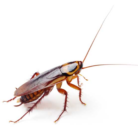 Cockroach Control Campbelltown